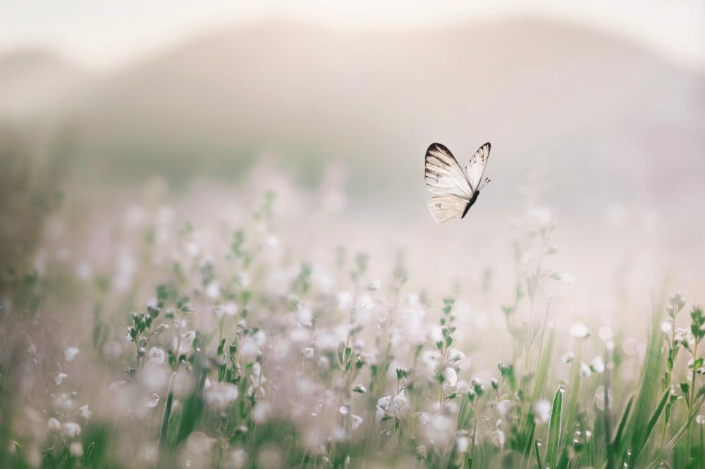 papillon